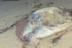 Aclaración de Medio Ambiente sobre tortuga muerta en playa de Las Terrenas