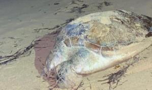 Aclaración de Medio Ambiente sobre tortuga muerta en playa de Las Terrenas