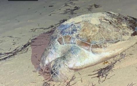 Aclaración de Medio Ambiente sobre tortuga muerta en playa de Las Terrenas
