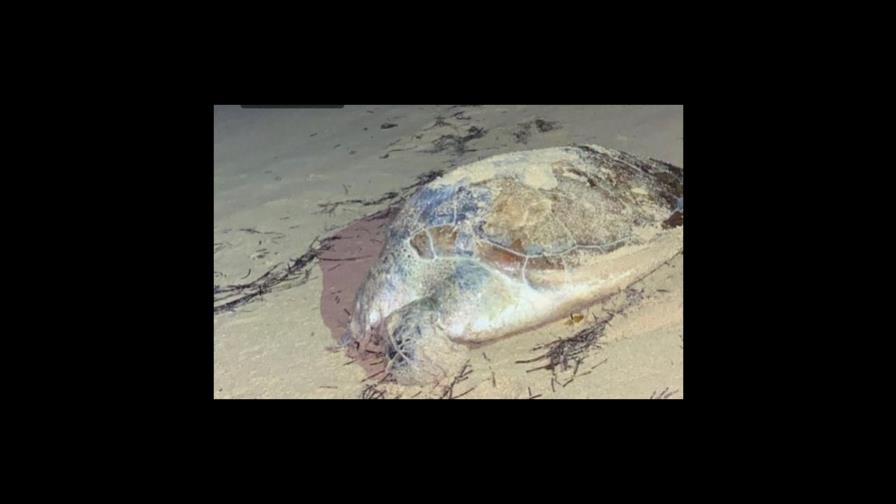 Aclaración de Medio Ambiente sobre tortuga muerta en playa de Las Terrenas