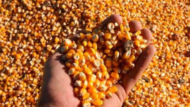 El precio del maíz alcanza su máximo en nueve años