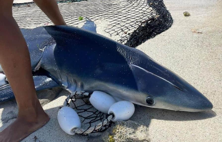 Muerte de tiburón azul en Bayahíbe llegará a los tribunales