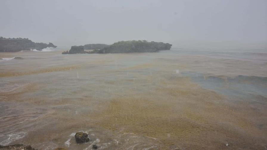 El sargazo empieza a llegar a la playa de Boca de Yuma