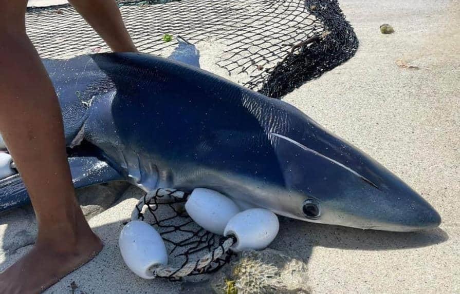 Medio Ambiente rechaza coerción contra capitán de embarcación que provocó muerte de tiburón en Bayahíbe 