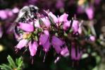 Las abejas son más resistentes al cambio climático que los abejorros, según un estudio Las abejas son más resistentes al cambio climático que los abejorros, según un estudio