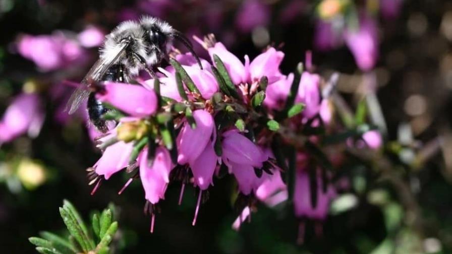 Las abejas son más resistentes al cambio climático que los abejorros, según un estudio Las abejas son más resistentes al cambio climático que los abejorros, según un estudio