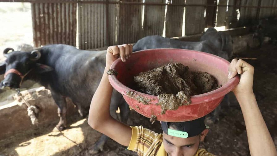 India transforma excremento de vaca en fuente de energía renovable India transforma excremento de vaca en fuente de energía renovable