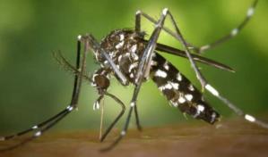 Paraguay, con cinco casos confirmados, alerta sobre presencia de chikungunya