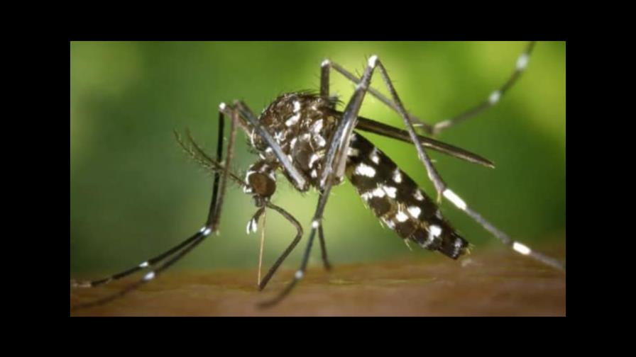 Paraguay, con cinco casos confirmados, alerta sobre presencia de chikungunya Paraguay, con cinco casos confirmados, alerta sobre presencia de chikungunya