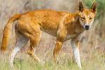 El dingo, más perro que lobo