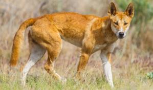El dingo, más perro que lobo