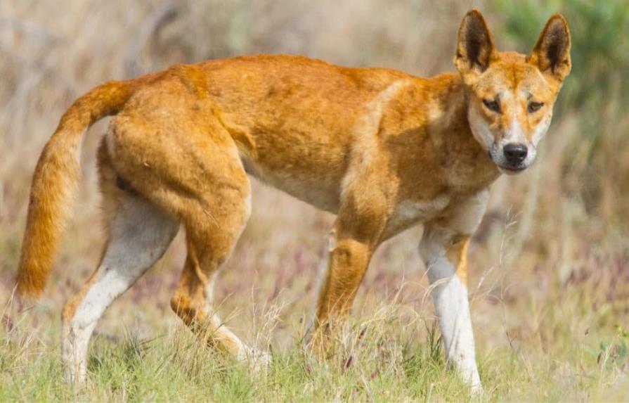 El dingo, más perro que lobo