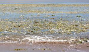 Residuos continúan acumulados en el mar Caribe