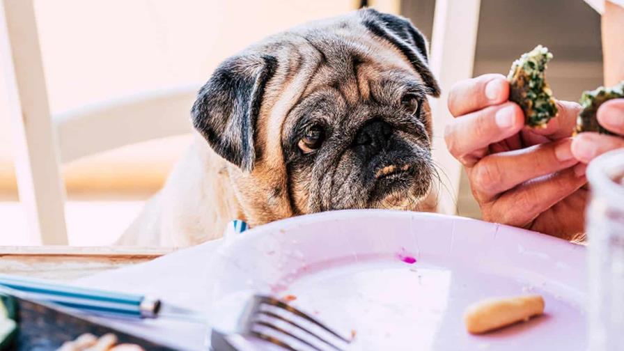 Quiere cambiarle la comida al perro