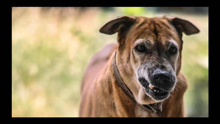 Señales que te indican que un perro puede morder
