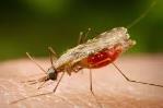 Día Mundial de la Malaria o Paludismo: El país reporta 63 casos y cero defunciones en lo que va de 2022
