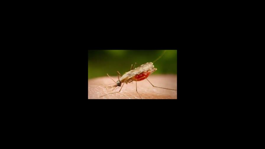 Día Mundial de la Malaria o Paludismo: El país reporta 63 casos y cero defunciones en lo que va de 2022
