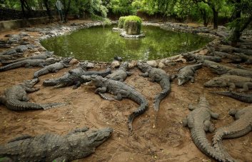 El 21 % de las especies de reptiles está en peligro de extinción