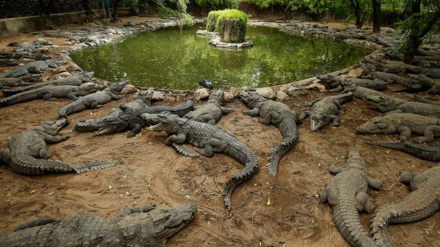 El 21 % de las especies de reptiles está en peligro de extinción