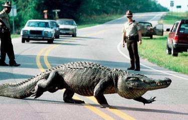 Un caimán de tres metros corta el tráfico en una carretera en Florida