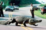 Un caimán de tres metros corta el tráfico en una carretera en Florida Un caimán de tres metros corta el tráfico en una carretera en Florida