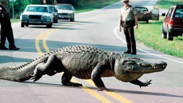 Un caimán de tres metros corta el tráfico en una carretera en Florida