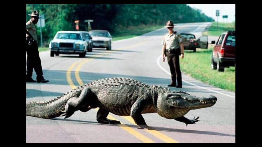 Un caimán de tres metros corta el tráfico en una carretera en Florida