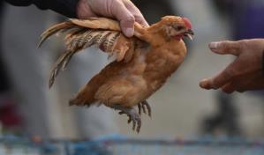 China detecta el primer caso de gripe aviar H3N8 en humanos