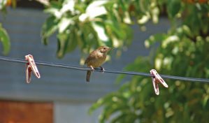 La contaminaci&oacute;n ac&uacute;stica amenaza la supervivencia de las aves urbanas