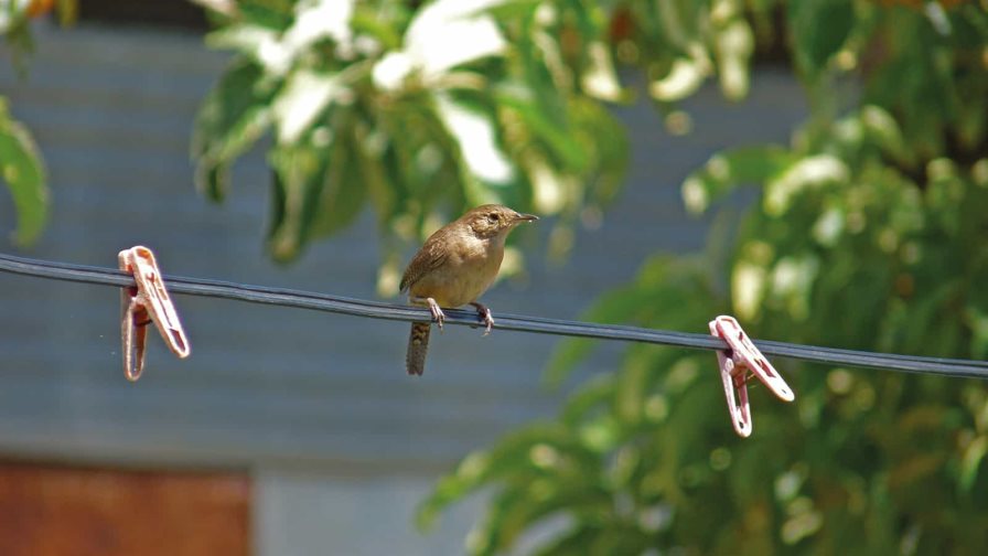 La contaminación acústica amenaza la supervivencia de las aves urbanas