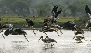 Un planeta más cálido con animales más enfermos
