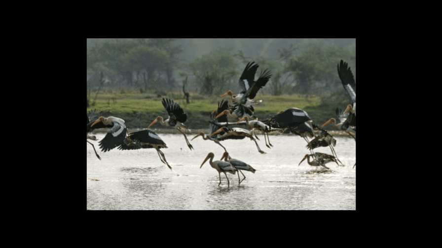 Un planeta más cálido con animales más enfermos