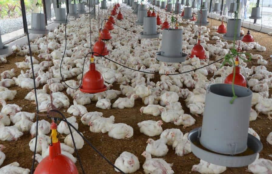 Sector avícola reitera rechazo a proyecto establece tasa cero a 67 productos de la canasta familiar