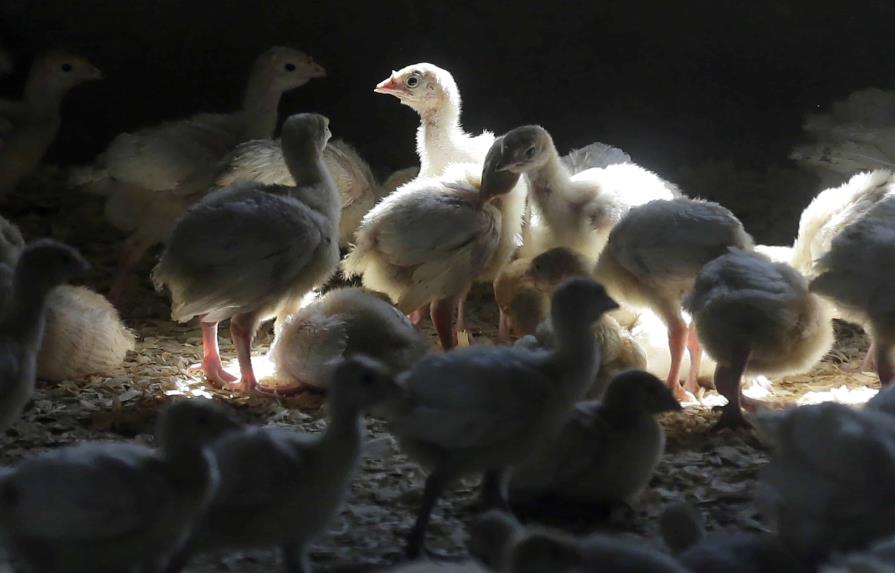 EEUU confirma su primer caso reciente de gripe aviar en humanos
