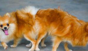 Mi mascota está en celo