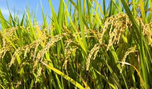 Ministerio Público procesa 10 productores de arroz de La Vega por contaminación atmosférica