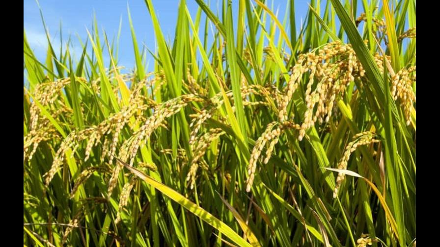 Ministerio Público procesa 10 productores de arroz de La Vega por contaminación atmosférica