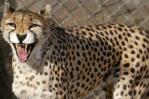 Nacen en Irán tres guepardos asiáticos, especie en peligro de extinción
