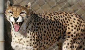 Nacen en Irán tres guepardos asiáticos, especie en peligro de extinción