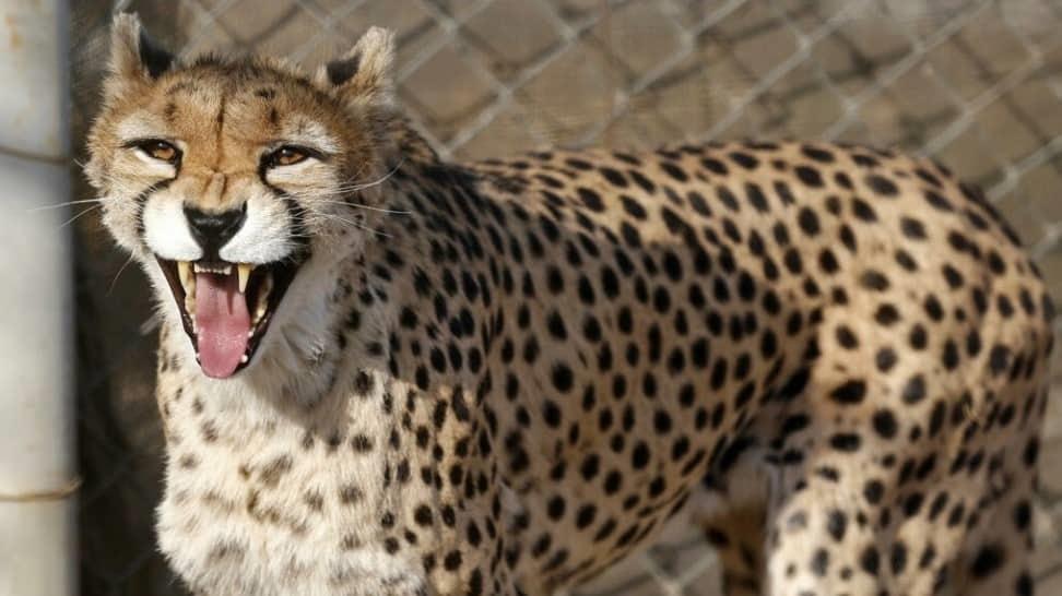 Nacen en Irán tres guepardos asiáticos, especie en peligro de extinción