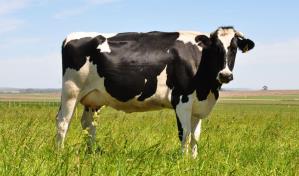 Departamento de Agricultura de EEUU certifica la carne de res dominicana  