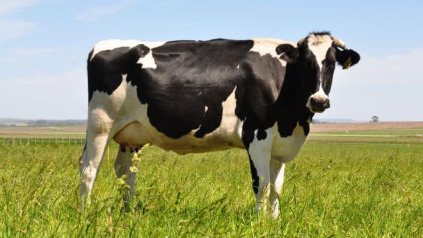 Departamento de Agricultura de EEUU certifica la carne de res dominicana