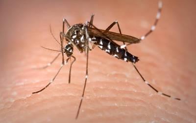 Se triplican los casos de dengue en República Dominicana con relación a 2021