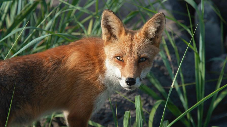 Un zorro entra al zoo de Washington y mata a 25 flamencos caribeños