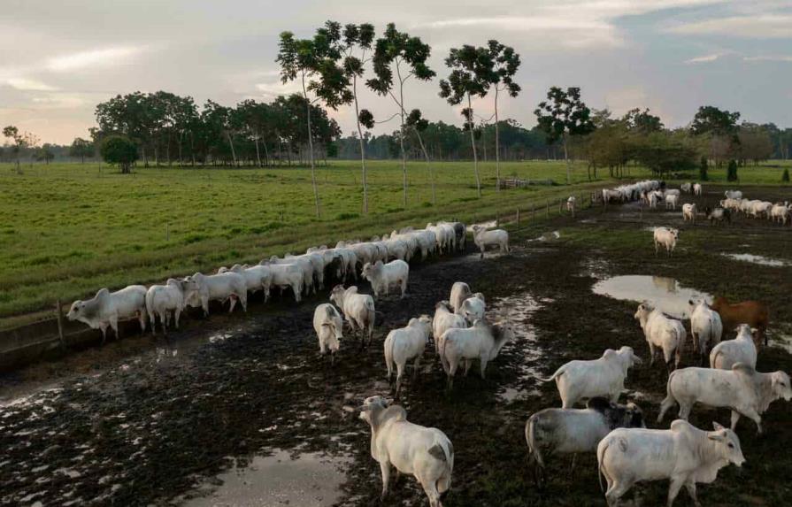 Sector ganadero dominicano se considera preparado para exportar carne de res a Estados Unidos