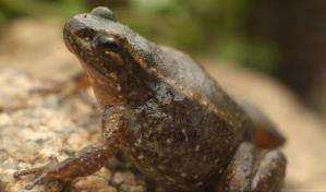 Laboratorio de Venezuela busca salvar a rana única amenazada de extinción