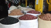 Advierten que sequ&iacute;a prolongada amenaza producci&oacute;n de habichuelas en San Juan
