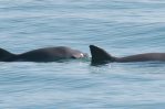 Biden amenaza con sanciones comerciales para México por la vaquita marina y la totoaba Biden amenaza con sanciones comerciales para México por la vaquita marina y la totoaba