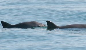 Biden amenaza con sanciones comerciales para México por la vaquita marina y la totoaba