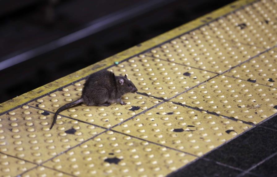 Los neoyorquinos emergen de la pandemia, y también las ratas